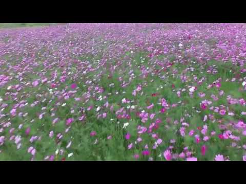 Cosmos Flower Field