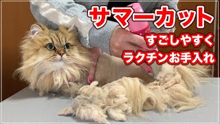 【あんこちゃん】無麻酔でサマーカット！すごしやすく・ラクチンお手入れ【サマーカット】