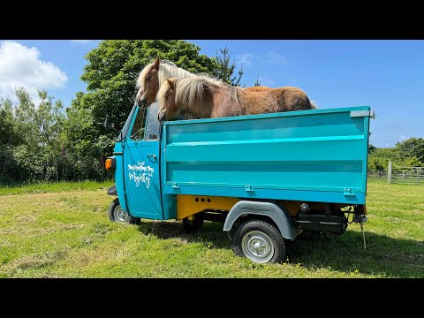 Albert & Ernie are living the three wheel dream! 😂