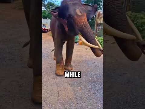 This Elephant Loves Cleaning Duty!