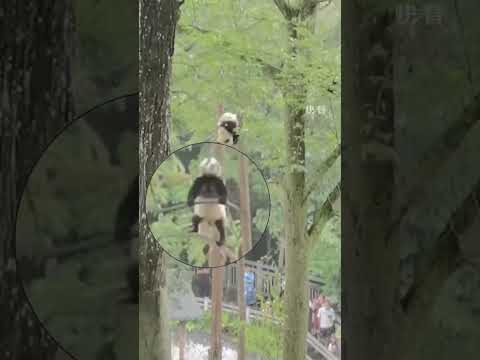 The giant panda is up in the tree, going wild with its antics! 🐼🌳 Source @Chengdu_China