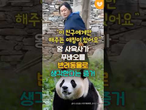 "이 친구에게만 해주는 애칭이 있어요" 왕 사육사가 푸바오를 반려동물로 생각한다는 증거 #판다 #푸바오 #선수핑기지