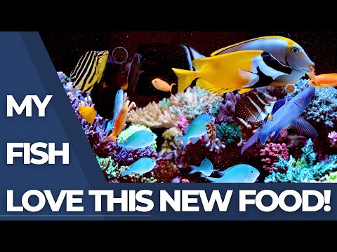 Epic Fish Food - Plus Giveaway!