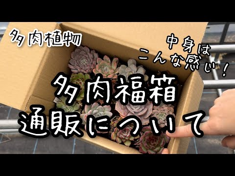 【多肉植物】多肉福箱と通販の注文方法について