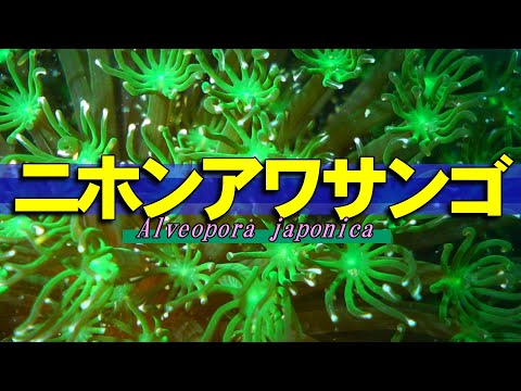 [ Japan Net Coral ] Coral like a bouquet of the sea / Alveopora japonica