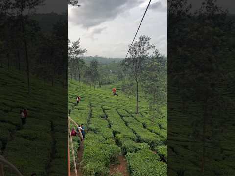 #zipline #shorts #kerala #youtube #iphone14plus #rynoxgears #ziplineadventure #dgvlogz #youtubeshort