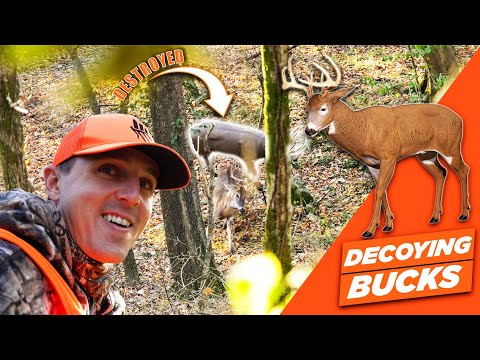 MATURE BUCKS SMASH Our Decoy!! (This Was INSANE!!!)