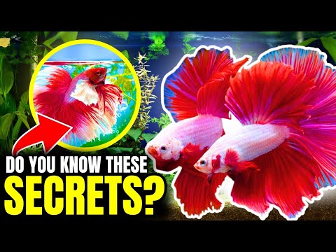 Betta Fish Care: Everything You NEED To Know