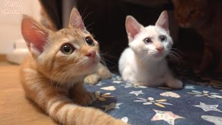 子猫が初めてこたつを経験したらこうなりました