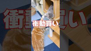 りっちゃんでも登れそうなキャットタワーを衝動買いした飼い主の末路がコチラ🤣 #猫