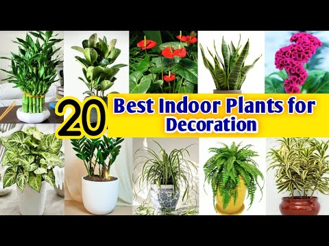 Best Indoor Plants India | Best Indoor plants for Decoration | Best Indoor Plants for Clean Air