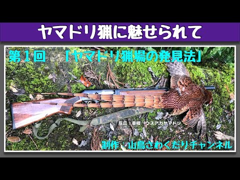 ヤマドリ猟に魅せられて 第１回 ヤマドリ猟場の発見法 (山鳥猟) Copper Pheasant hunting