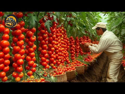 How Every Tomato Farm Is At The Same High Quality - Agriculture with Grand Machine