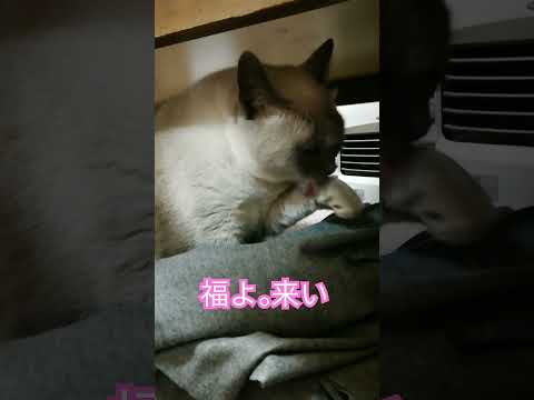 【リアルまねき猫】福を呼ぶテトちゃん　#shorts #cat #幸運 #幸福　#まねきねこ