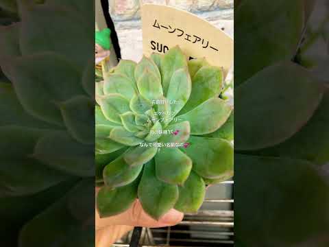 #succulent #エケベリア#ムーンフェアリー