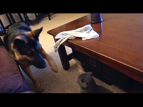 German Shepherd doing catfight?! Red Hands - paws? Kitten playing scratch with a big German Shepherd