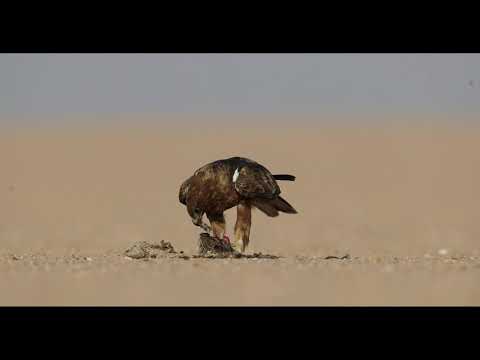 Booted eagle