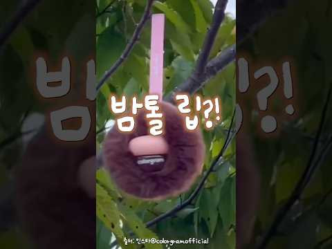 밤송이 화장품?! 산다 vs 별로