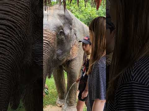 코끼리가 수박 잘 먹었네 🐘 I fed watermelon to an elephant!