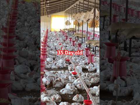 35 Day old avg.body 2 kg #farming #poultry #trendingvideo #chicksfarming #10million #chicken