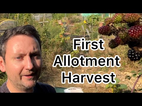 Ep 10 🌱 My first allotment harvest