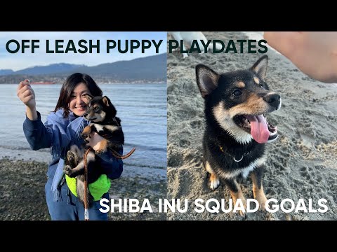 🐶LOKI THE SHIBA INU: off leash puppy playedates | 黑柴犬芝麻卷日記