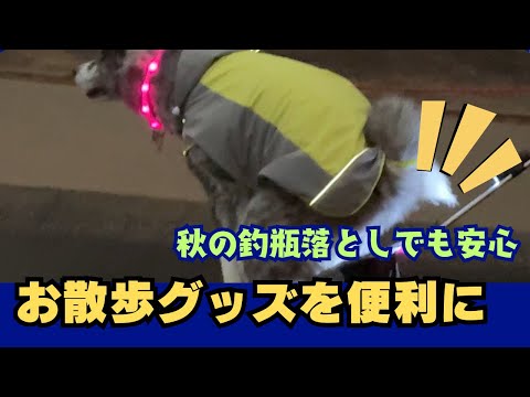 【秋田犬】冬場の暗がりお散歩グッズ