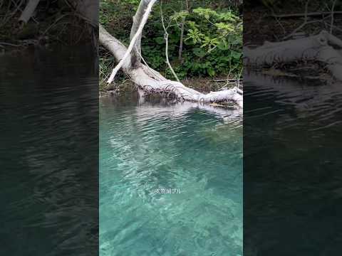 夏の思い出作るなら、支笏湖カヌーで。#北海道 #絶景 #支笏湖ブルー