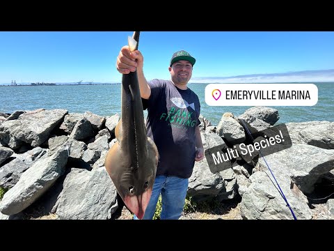 GREAT Summer Fishing In The SF Bay Area At Emeryville Marina! #bayarea #oakland #fishing #marina #sf