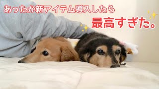 【ダックスフンド】愛犬達もぽかぽか。寒い冬の救世主！冬のあったか省エネ家電で身も心もぽっかぽか♡