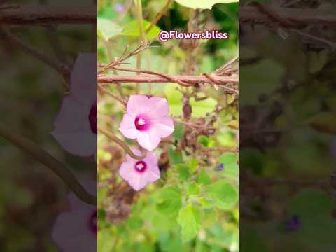 Beautiful flowers from Nature #shorts #flowers #pinkflowers