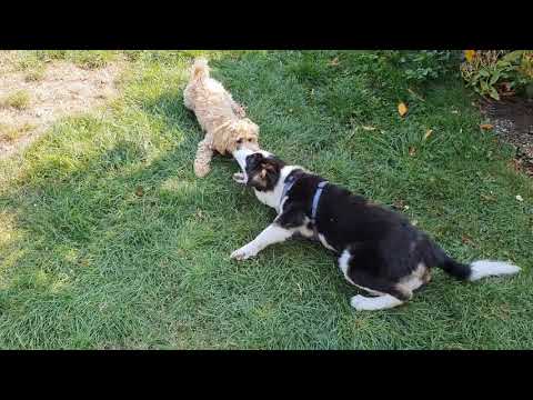 Maltipoo vs. Husky Mix