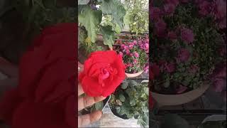 #beautifull#rose#flowers#youtube#shortviralvideo