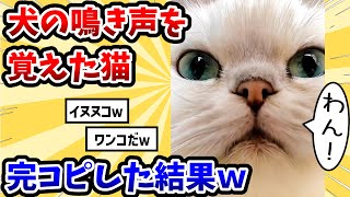 【2ch動物スレ】犬の鳴き声を覚えた猫 → 完コピした結果www