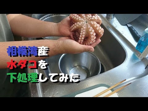 タコの下処理＝（梅沢堤防＋相模湾＋見えダコ）