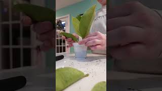 WATER TO SOIL - RUBBER TREE #houseplant #newplant #plantcaretips #houseplants #plants #tutorial #fyp