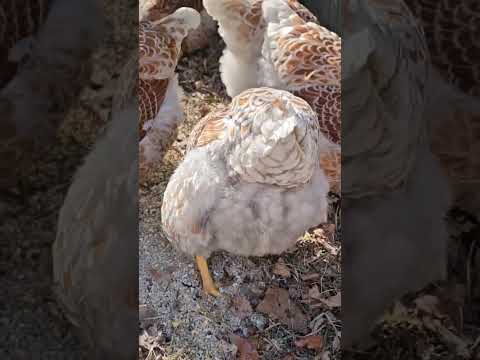 #bluelacedredwyandotte #chicken #farming #homesteading #livestock #hen #chickentractor #holdongirls!