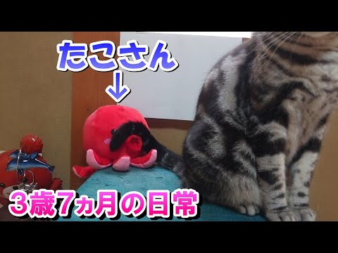 ３歳７ヵ月の日常　布団の上に乗って来る派（アメリカンショートヘア）