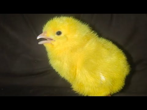 Colorful chick chirping | Chick free sound | Razi Ali Vlogs