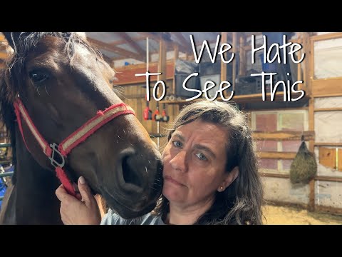 Animals In NEED Take Priority | Big Family Homestead