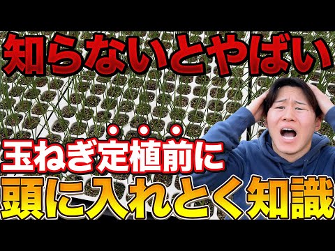 【知らないと損】玉ねぎ栽培を成功させるために知るべき知識について