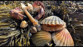 Coastal Foraging - Scallops, Cockles, Clam and Crab Beach Cook Up