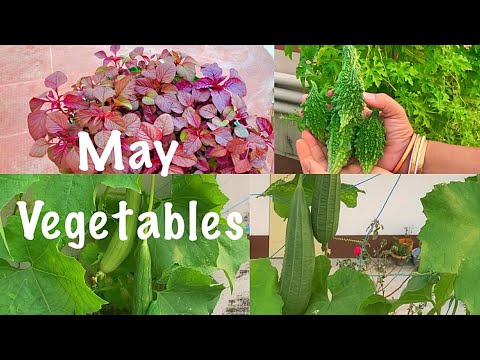 Top 10 Vegetable Seeds To Sow In May Month  // May Growing Vegetables