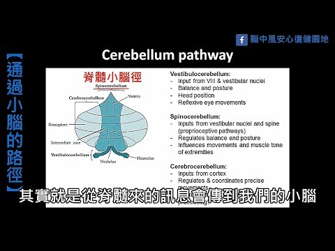 風情萬種腦中風，單元7：小腦中風