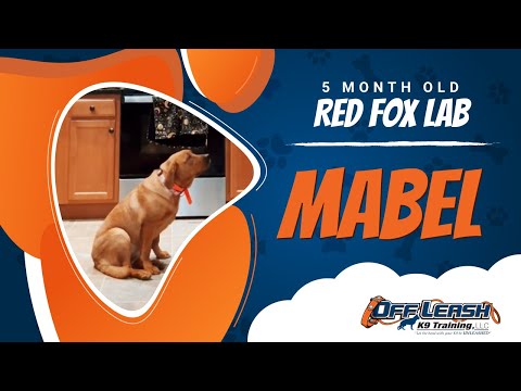 Red Fox Lab, 5 Months, Mabel  | Best Dog Trainers Northern VA, etc | Off Leash K9