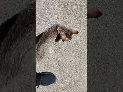 A cute stray cat is attached to me🐈🐾/私にべったりなカワイイ野良猫ちゃん🐱