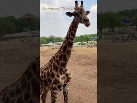 🦒 Happy giraffes @Safari World【Thailand Bangkok】