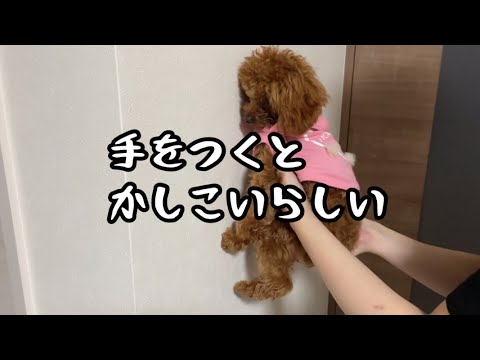 手をつくと賢い？TikTokのやつ