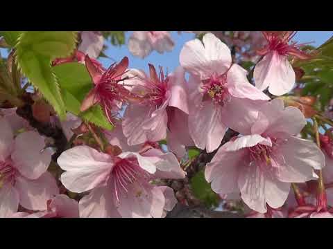 河津さくら　児島湖花回廊