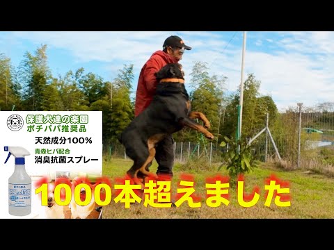 【奇跡の消臭剤】ロットワイラー権蔵くんとお礼そしてボール遊びの特訓